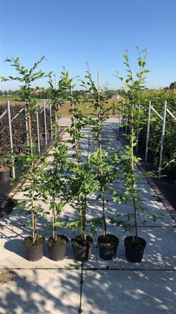 Carpinus betulus 175-200 cm cont. 5,0L met stok - afbeelding 1