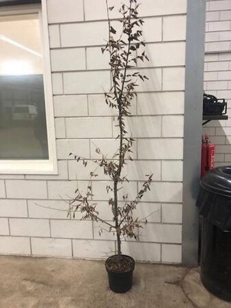 Carpinus betulus 175-200 cm cont. 5,0L met stok - image 2
