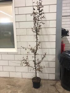 Carpinus betulus 175-200 cm cont. 5,0L met stok - image 2