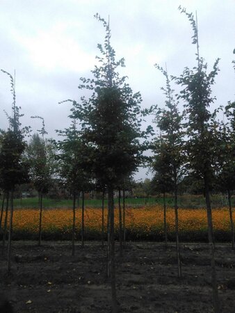 Carpinus betulus 18-20 Hoogstam draadkluit 3 X verplant - afbeelding 1