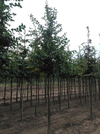 Carpinus betulus 18-20 Hoogstam draadkluit 3 X verplant - afbeelding 3