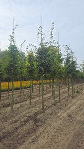 Carpinus betulus 18-20 Hoogstam draadkluit 3 X verplant - afbeelding 2