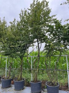 Carpinus betulus 350-400 cm draadkluit meerstammig - afbeelding 3
