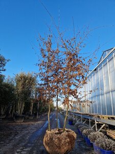Carpinus betulus 350-400 cm draadkluit meerstammig - afbeelding 4