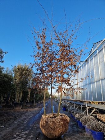 Carpinus betulus 350-400 cm draadkluit meerstammig - afbeelding 5