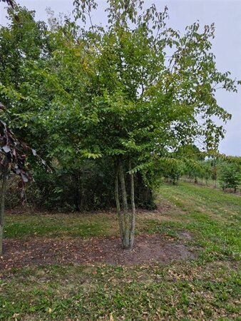 Carpinus betulus 350-400 cm draadkluit meerstammig - afbeelding 1