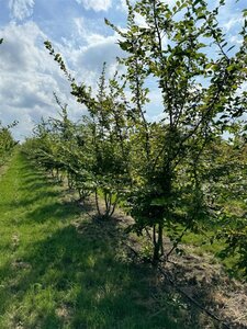 Carpinus betulus 350-400 cm WRB multi-stem - image 1