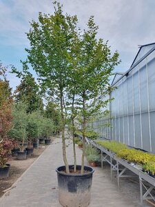 Carpinus betulus 400-450 cm container meerstammig