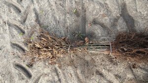 Carpinus betulus 40-60 cm wortelgoed 2-jarige zaailingen