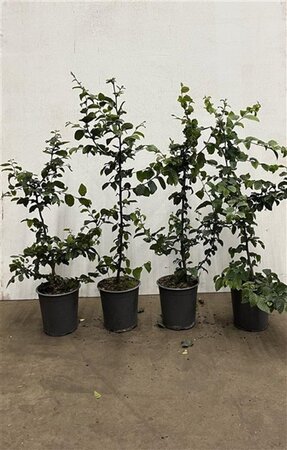 Carpinus betulus 60-80 cm cont. 3,5L - afbeelding 2