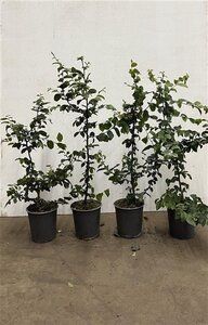 Carpinus betulus 60-80 cm cont. 3,5L - afbeelding 2