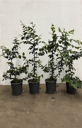 Carpinus betulus 60-80 cm cont. 3,5L