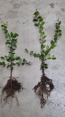 Carpinus betulus 60-80 cm wortelgoed 2-jarig verplante zaailin