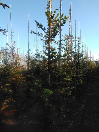 Carpinus betulus 6-8 cm wortelgoed geveerd - afbeelding 3