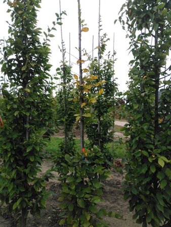 Carpinus betulus 6-8 cm wortelgoed geveerd - afbeelding 2