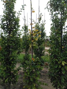 Carpinus betulus 6-8 cm wortelgoed geveerd - afbeelding 2