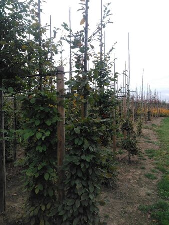 Carpinus betulus 6-8 cm wortelgoed geveerd - afbeelding 1