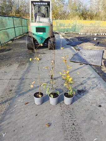 Carpinus betulus 80-100 cm cont. 2,5L - afbeelding 7