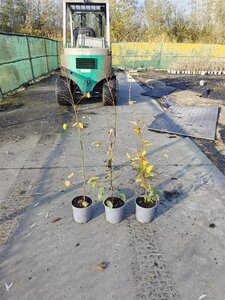 Carpinus betulus 80-100 cm cont. 2,5L - afbeelding 7