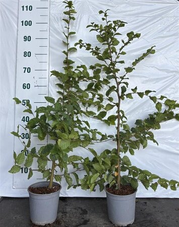 Carpinus betulus 80-100 cm cont. 2,5L - afbeelding 1