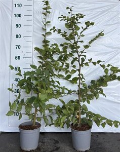 Carpinus betulus 80-100 cm cont. 2,5L