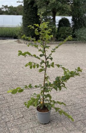 Carpinus betulus 80-100 cm cont. 2,5L - afbeelding 2