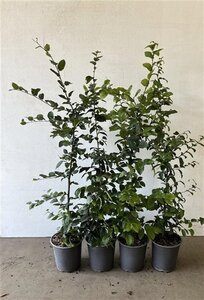 Carpinus betulus 80-100 cm cont. 3,5L - afbeelding 2