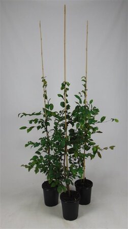 Carpinus betulus 80-100 cm cont. 3,5L met stok