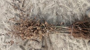 Carpinus betulus 80-100 cm wortelgoed 2-jarige zaailingen