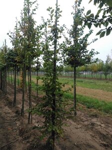 Carpinus betulus 8-10 cm wortelgoed geveerd - afbeelding 3