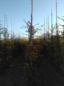 Carpinus betulus 8-10 cm wortelgoed geveerd - afbeelding 5
