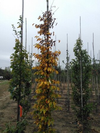 Carpinus betulus 8-10 cm wortelgoed geveerd - afbeelding 4