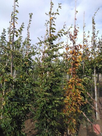 Carpinus betulus 8-10 cm BR feathered - image 2