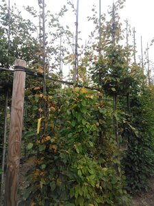 Carpinus betulus 8-10 cm BR feathered