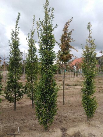 Carpinus bet. 'Fastigiata' 10-12 cm wortelgoed geveerd - afbeelding 2