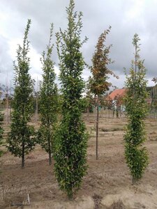 Carpinus bet. 'Fastigiata' 10-12 cm wortelgoed geveerd - afbeelding 2