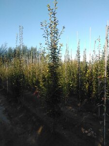 Carpinus bet. 'Fastigiata' 10-12 cm wortelgoed geveerd - afbeelding 3