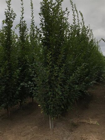 Carpinus bet. 'Fastigiata' 10-12 cm wortelgoed geveerd - afbeelding 5