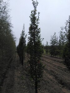 Carpinus bet. 'Fastigiata' 10-12 cm wortelgoed geveerd