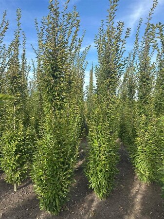 Carpinus bet. 'Fastigiata' 10-12 cm wortelgoed geveerd - afbeelding 4