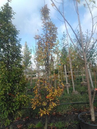 Carpinus bet. 'Fastigiata' 12-14 cm draadkluit geveerd 2 X verplant