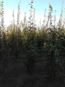 Carpinus bet. 'Fastigiata' 6-8 cm wortelgoed geveerd - afbeelding 4