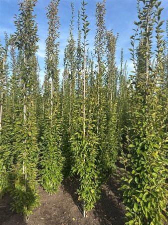Carpinus bet. 'Fastigiata' 6-8 cm wortelgoed geveerd - afbeelding 5