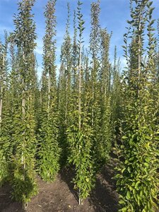 Carpinus bet. 'Fastigiata' 6-8 cm wortelgoed geveerd - afbeelding 5