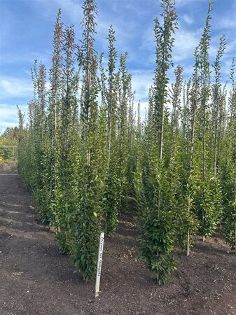Carpinus bet. 'Fastigiata' 6-8 cm wortelgoed geveerd - afbeelding 6