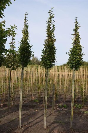 Carpinus bet. 'Fastigiata' 6-8 cm BR feathered - image 3
