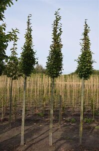 Carpinus bet. 'Fastigiata' 6-8 cm BR feathered - image 3