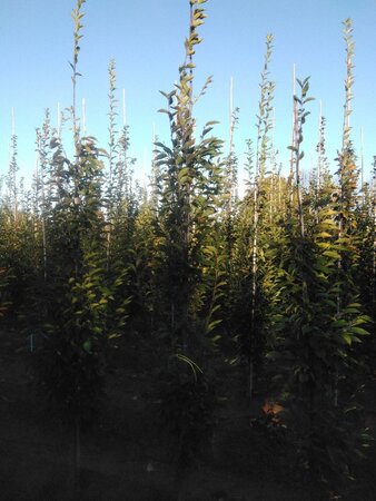 Carpinus bet. 'Fastigiata' 8-10 cm wortelgoed geveerd - afbeelding 4