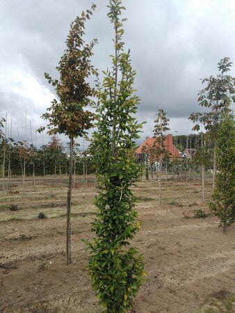 Carpinus bet. 'Fastigiata' 8-10 cm wortelgoed geveerd - afbeelding 3