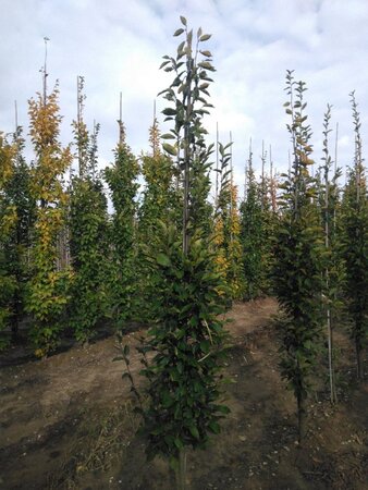 Carpinus bet. 'Fastigiata' 8-10 cm wortelgoed geveerd - afbeelding 1